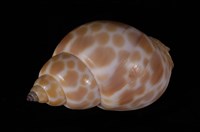 藏品(錫蘭鳳螺)的圖片